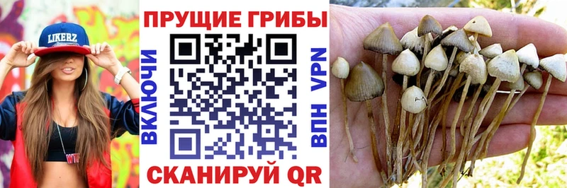 Купить закладки  Новочебоксарск  Галлюциногенные грибы Magic Shrooms 